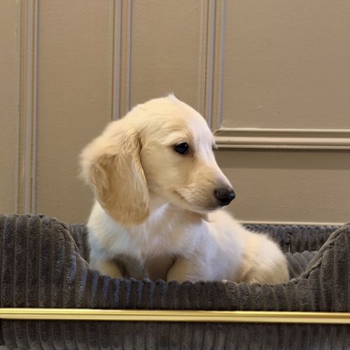 Chiot teckel crème poil long #6