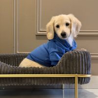 Chiot teckel crème poil long