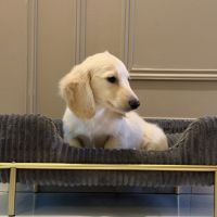Chiot teckel crème poil long #2