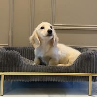 Chiot teckel crème poil long #4