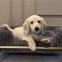 Chiot teckel crème poil long #5