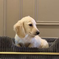 Chiot teckel crème poil long #6