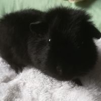 Cochon d'inde femelle