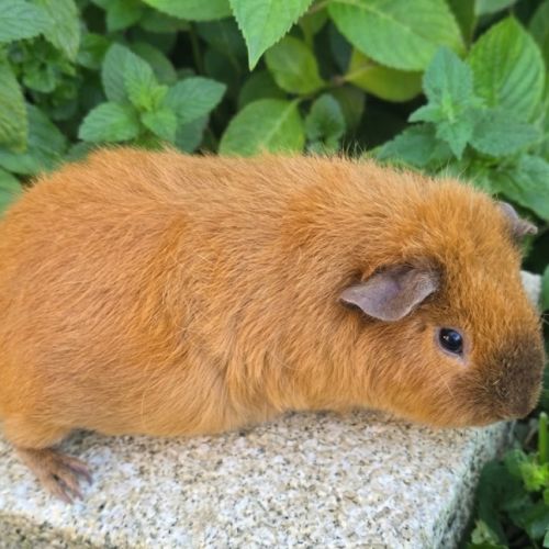 Cochon d'inde femelle #0