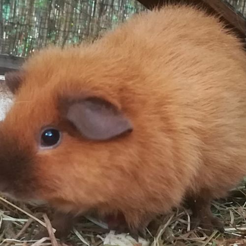 Cochon d'inde femelle #2