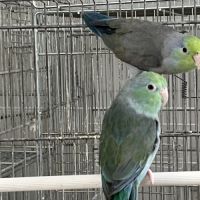 Couple toui céleste