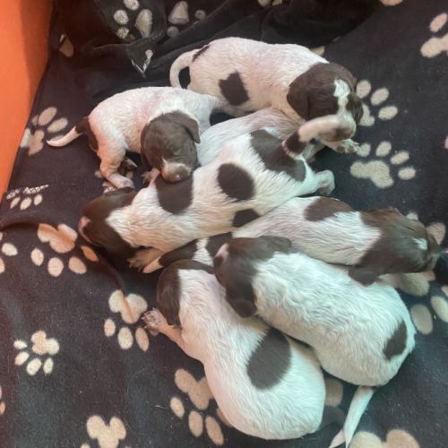 Chiots type épagneul de saint usuge #3