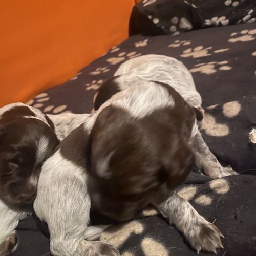 Chiots type épagneul de saint usuge #5