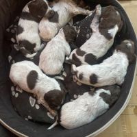 Chiots type épagneul de saint usuge #9