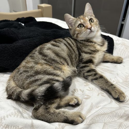 Midona, adorable chaton à l'adoption #1