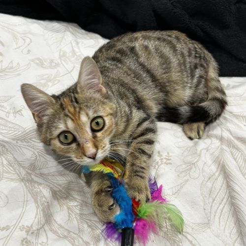 Midona, adorable chaton à l'adoption