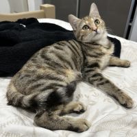 Midona, adorable chaton à l'adoption #1