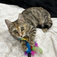 Midona, adorable chaton à l'adoption