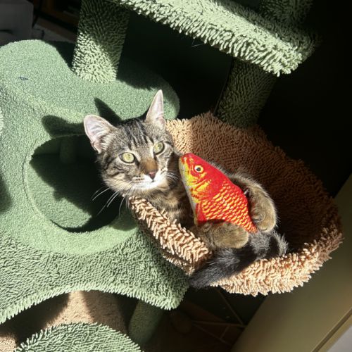 Gribouille, adorable chaton à l'adoption #1