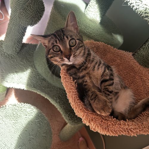 Gribouille, adorable chaton à l'adoption #2