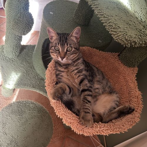 Gribouille, adorable chaton à l'adoption #3