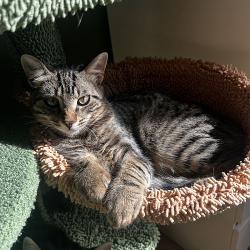 Gribouille, adorable chaton à l'adoption
