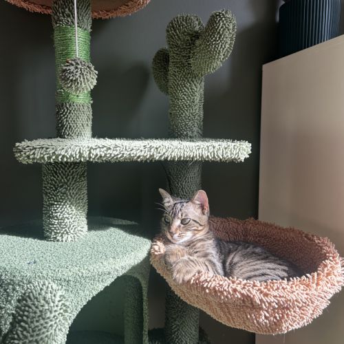 Gribouille, adorable chaton à l'adoption #5