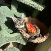 Gribouille, adorable chaton à l'adoption #1