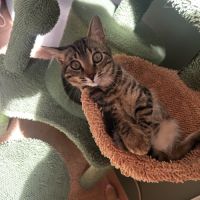Gribouille, adorable chaton à l'adoption #2