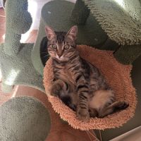 Gribouille, adorable chaton à l'adoption #3