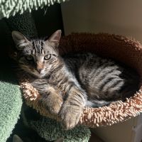 Gribouille, adorable chaton à l'adoption