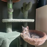 Gribouille, adorable chaton à l'adoption #5