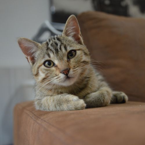 Nami, adorable chaton à l'adoption #1