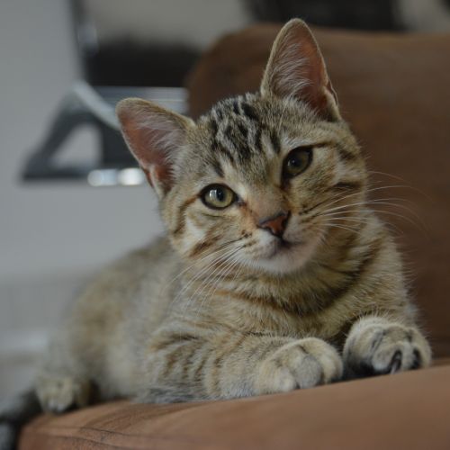 Nami, adorable chaton à l'adoption #0