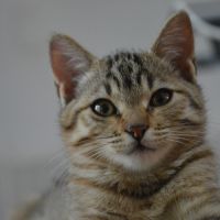 Nami, adorable chaton à l'adoption #2