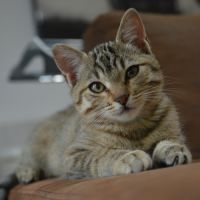 Nami, adorable chaton à l'adoption