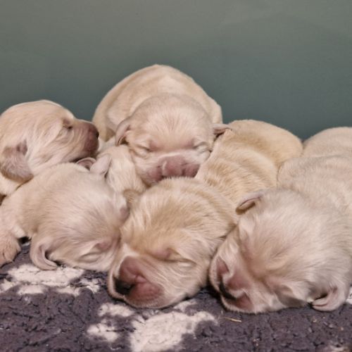 Golden retriever #0