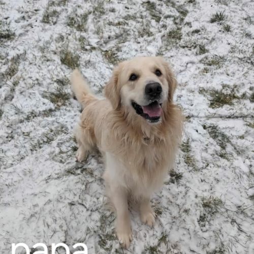 Golden retriever #5