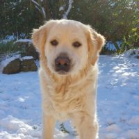 Golden retriever #1