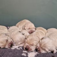 Golden retriever #3