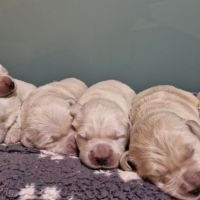 Golden retriever #4