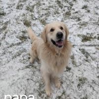 Golden retriever #5