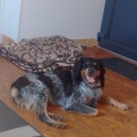 Chien de chasse a donner