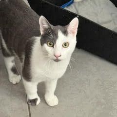 Rouquin & lascar, adorable duo à l'adoption #2