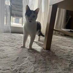 Rouquin & lascar, adorable duo à l'adoption #3