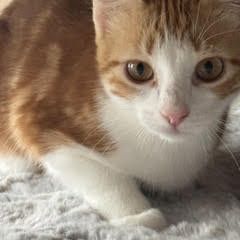 Rouquin & lascar, adorable duo à l'adoption #4