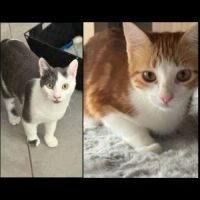 Rouquin & lascar, adorable duo à l'adoption