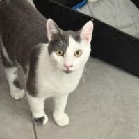 Rouquin & lascar, adorable duo à l'adoption #2