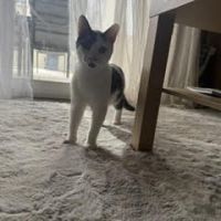 Rouquin & lascar, adorable duo à l'adoption #3