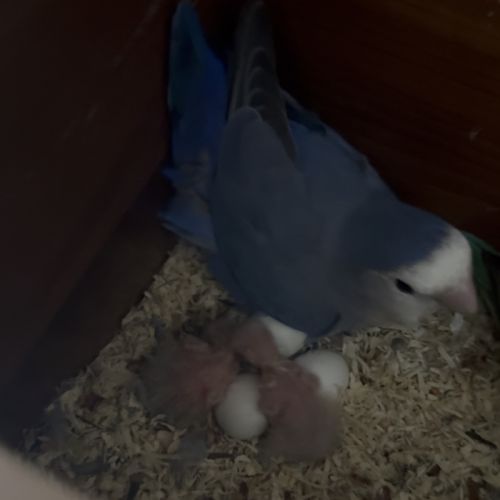 À réserver bébés roseicollis eam #0