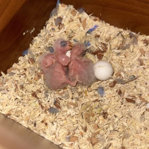 À réserver bébés roseicollis eam #2