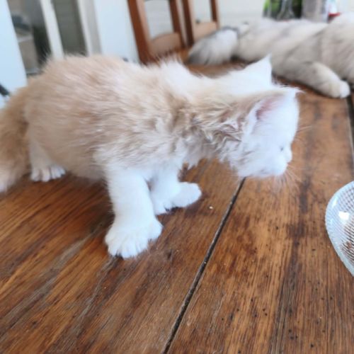 Trois beaux males maine coon #1