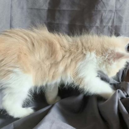 Trois beaux males maine coon #2