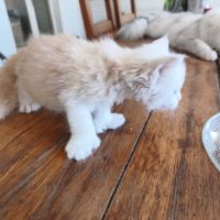 Trois beaux males maine coon #1