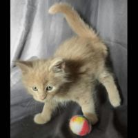 Trois beaux males maine coon